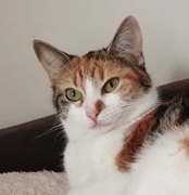 ZIVA