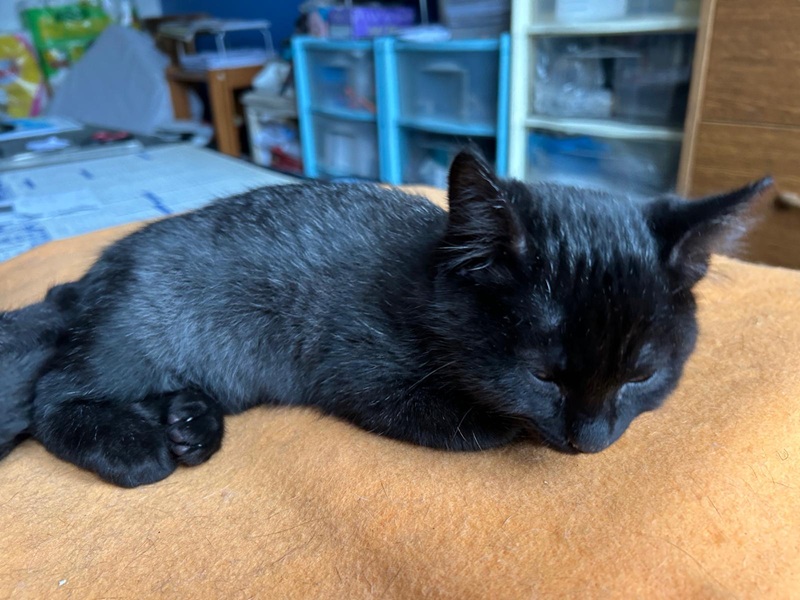 IMG-20251119-WA0005A