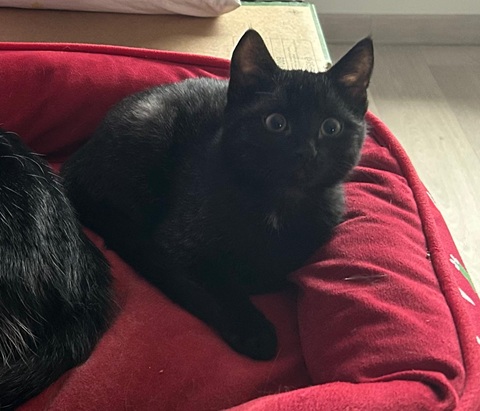 IMG-20251212-WA0017A