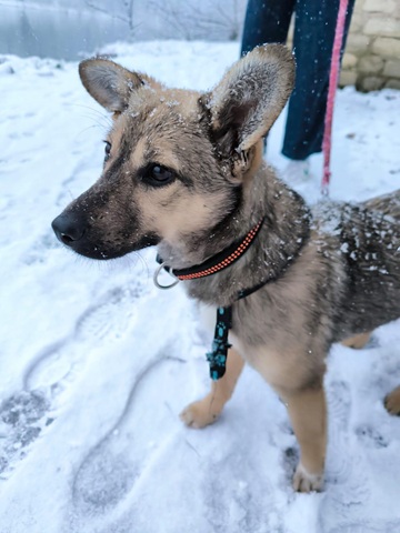 IMG-20260402-WA0004A