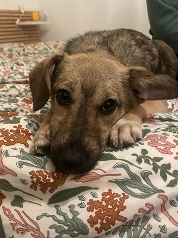 IMG-20260402-WA0005A