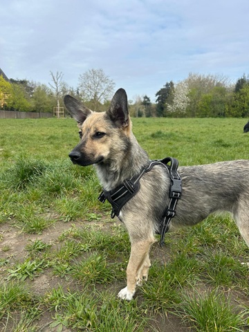 IMG-20260402-WA0009A