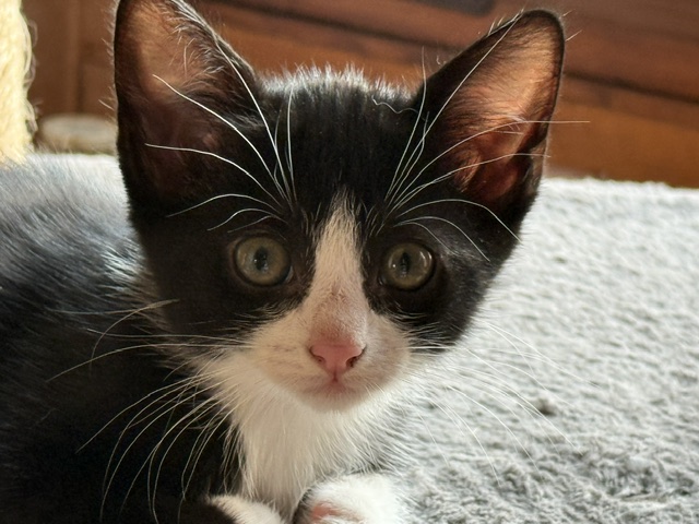 SYBIL