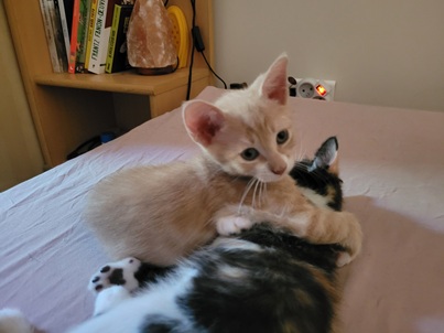 MOUKI
